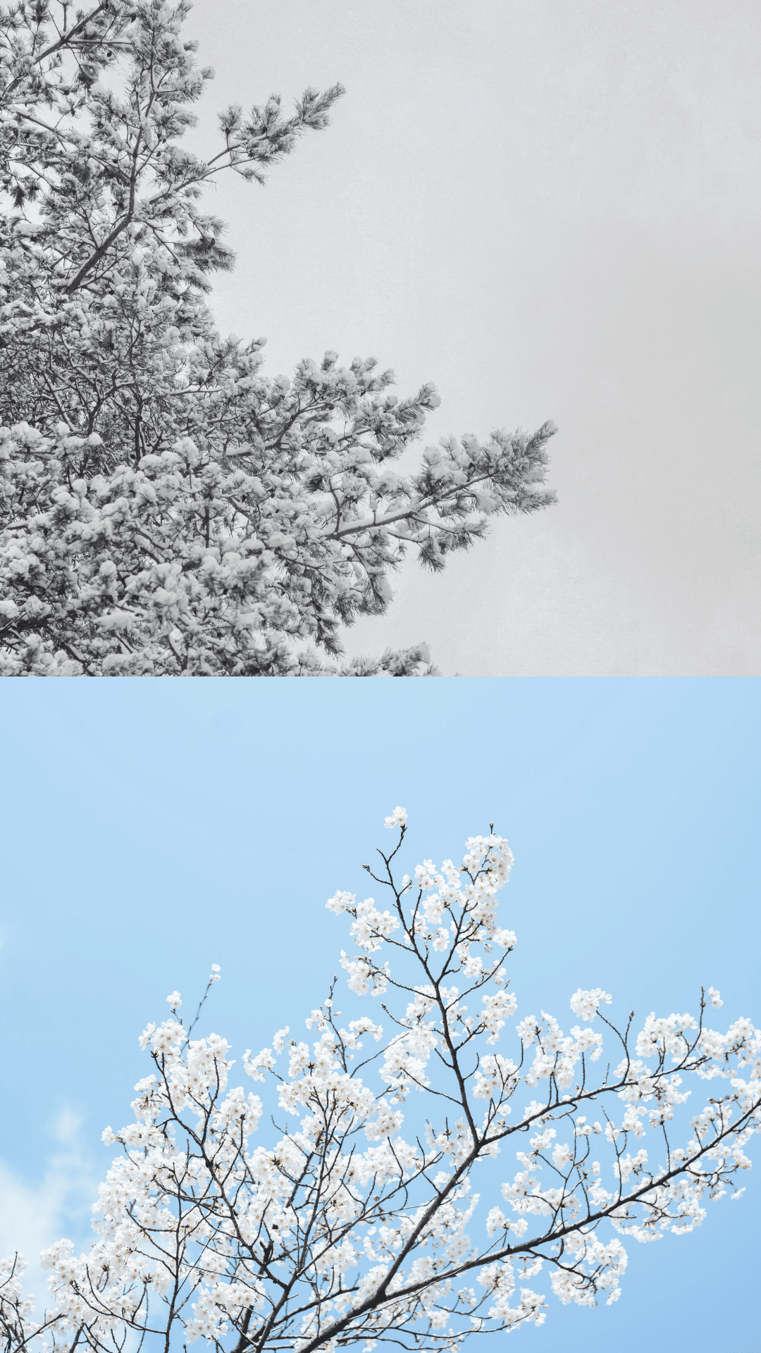 Picture of Northern Virginia In two Different Weather